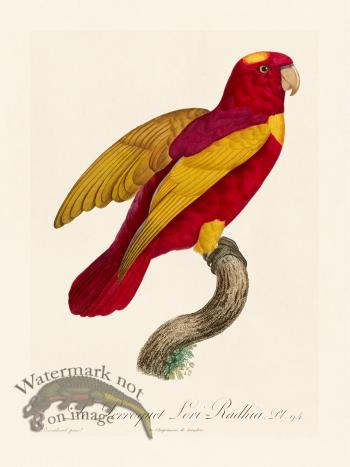 Barraband Parrot 094
